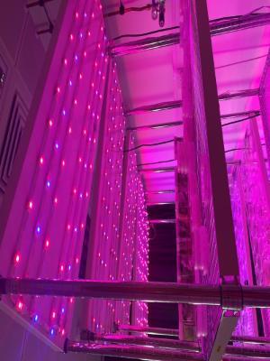 Rainer Meltzer's hemp lab in UV light by Claire O'Connell